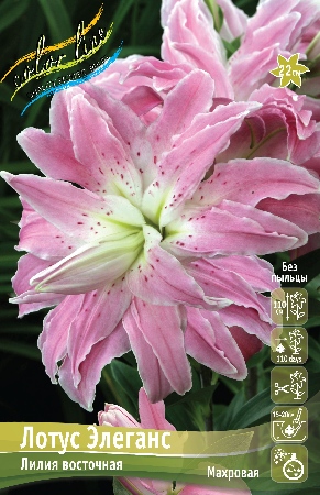 Лилия lotus elegance